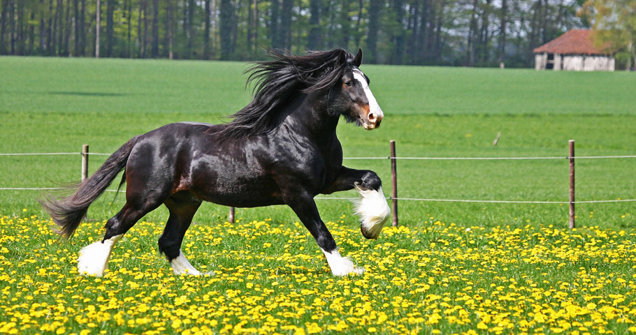 Cavalli del Mugello 1(DE)