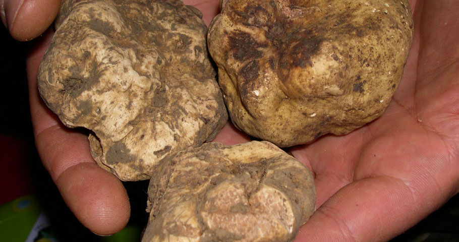 Cucina del Mugello(DE)