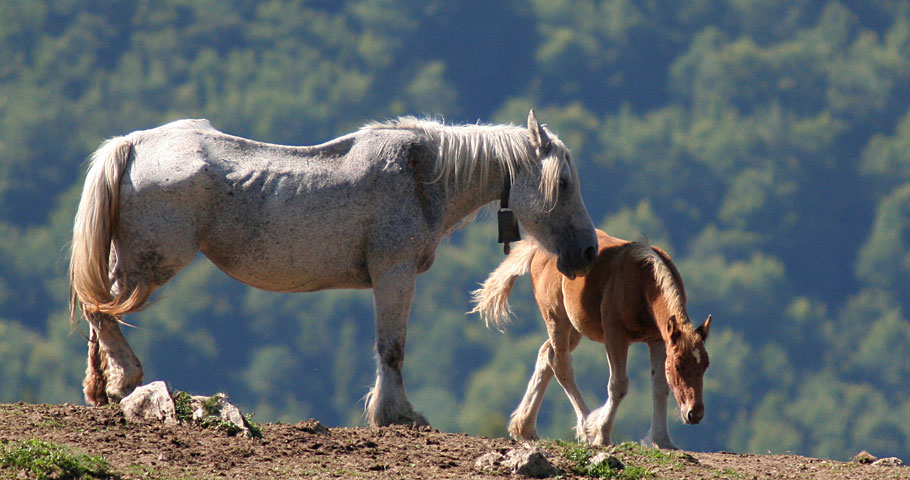 Cavalli del Mugello 4(EN)
